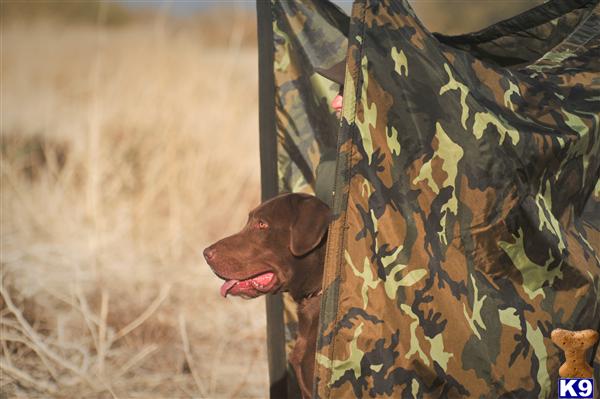 Stud Dogs in AZ