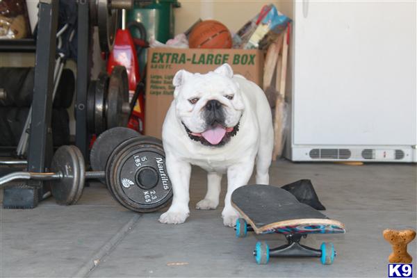 Stud Dogs in AZ