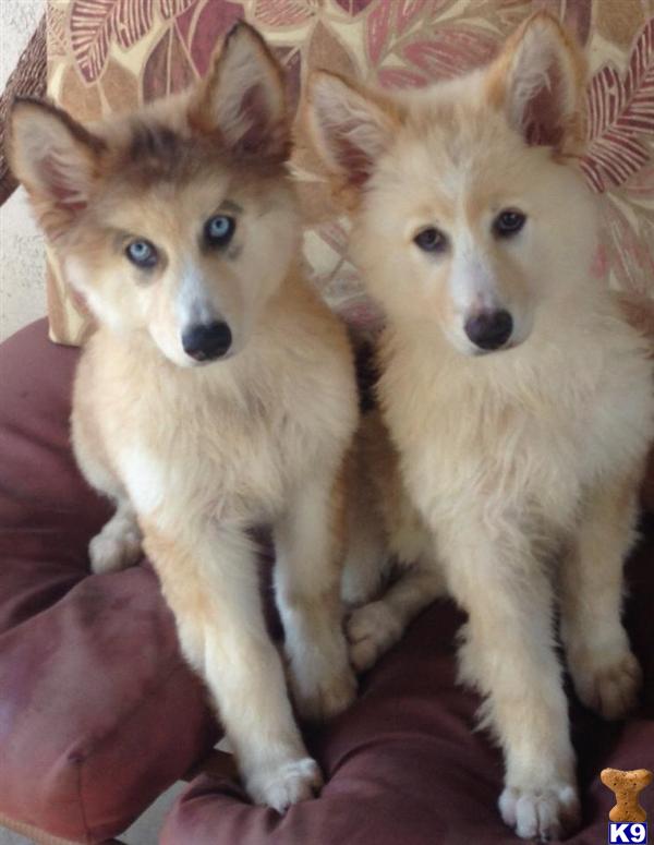 Puppies in AZ