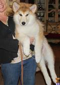 Wolf Dog