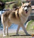 Wolf Dog