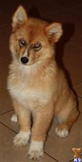 Wolf Dog