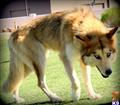 Wolf Dog