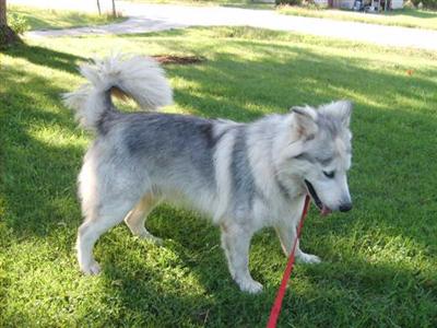 Alaskan Malamute Puppies in MO