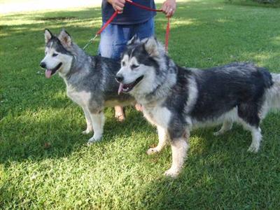 Alaskan Malamute Puppies in MO