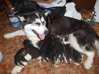 Alaskan Malamute Puppies in MO