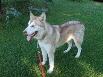 Alaskan Malamute Puppies in MO