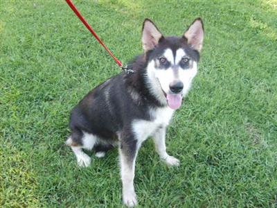 Alaskan Malamute Puppies in MO