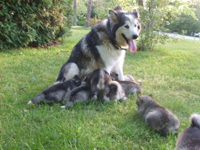 Alaskan Malamute Puppies in MO