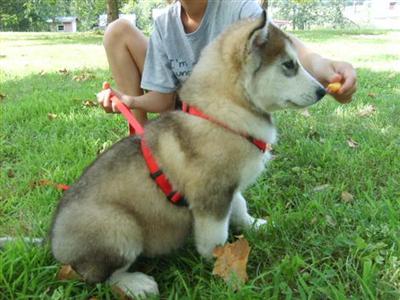 Alaskan Malamute Puppies in MO