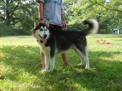 Alaskan Malamute Puppies in MO