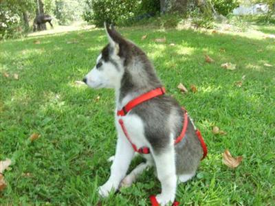 Alaskan Malamute Puppies in MO
