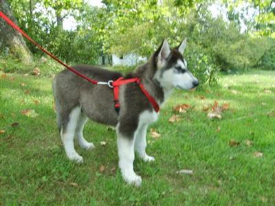 Alaskan Malamute Puppies in MO