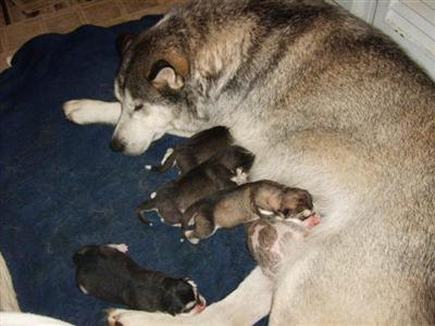 Alaskan Malamute Puppies in MO
