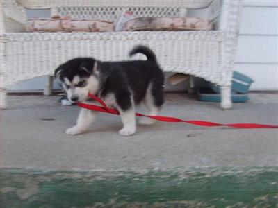 Alaskan Malamute Puppies in MO
