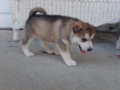 Alaskan Malamute Puppies in MO