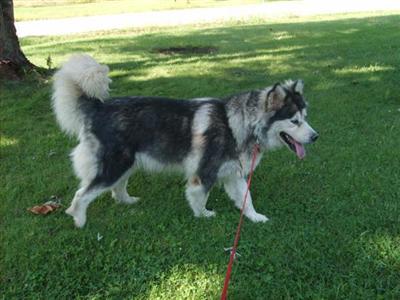 Alaskan Malamute Puppies in MO