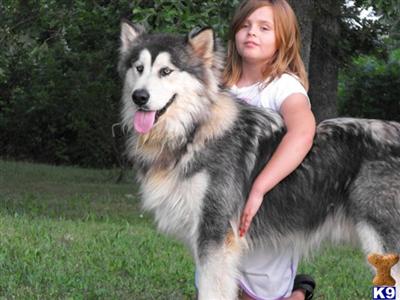Alaskan Malamute Puppies for Sale