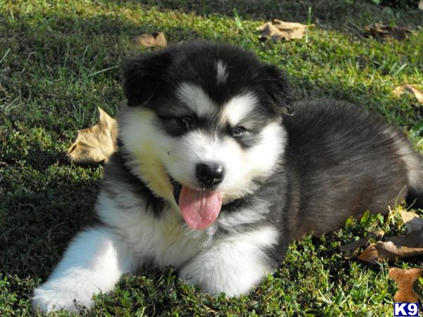 alaskan malamute puppies for sale in michigan alaskan malamute puppies for sale in india breeds picture alaskan malamute puppies for sale in michigan alaskan malamute puppies for sale in india breeds picture