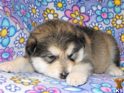 Alaskan Malamute Puppies for Sale