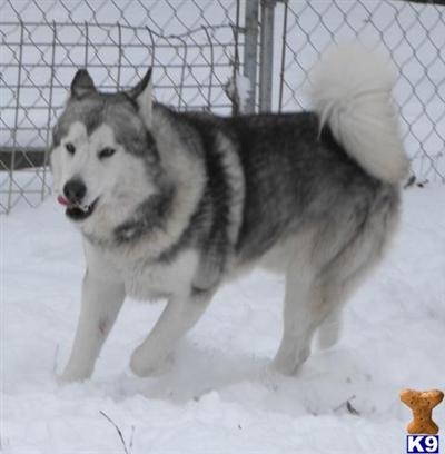 Alaskan Malamute Puppies for Sale