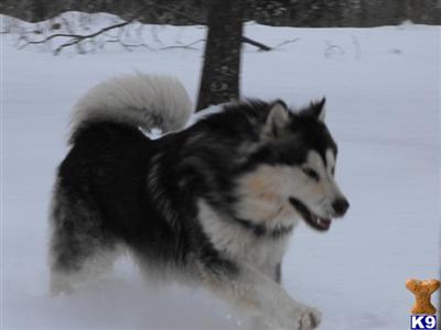 Alaskan Malamute Puppies for Sale
