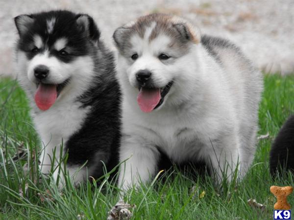 Alaskan Malamute Puppies in MO