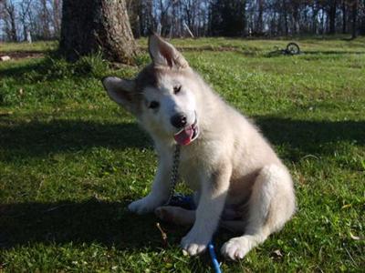 Alaskan Malamute Puppies in MO