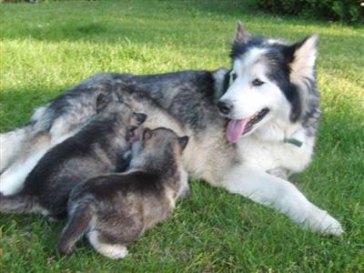 Alaskan Malamute Puppies in MO