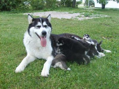 Alaskan Malamute Puppies in MO