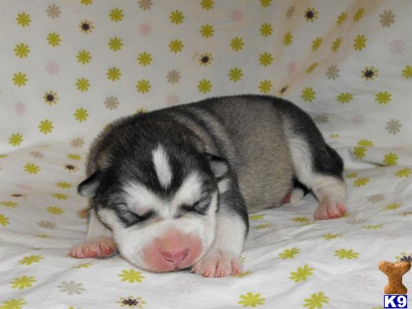 Alaskan Malamute Puppies in MO