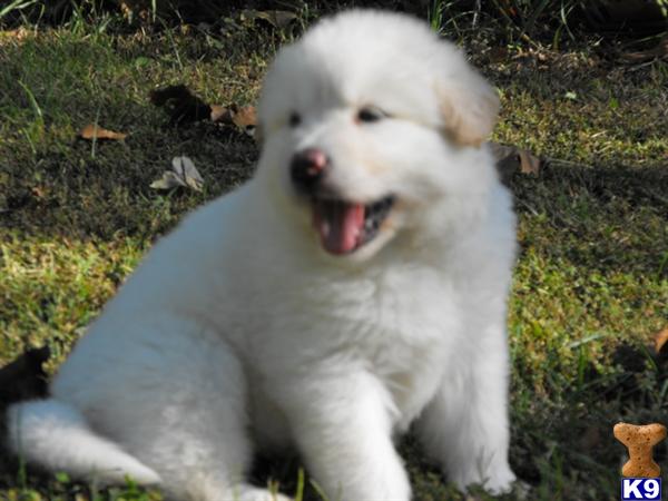Alaskan Malamute Puppies in MO