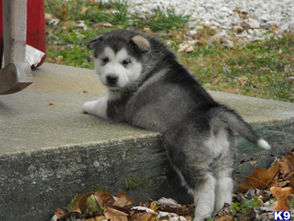 Alaskan Malamute Puppies
