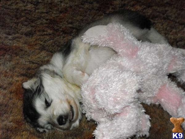 Alaskan Malamute Puppies