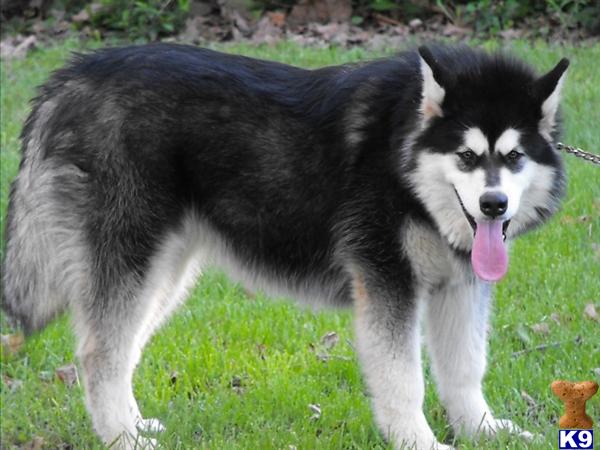 Alaskan Malamute Puppies in MO
