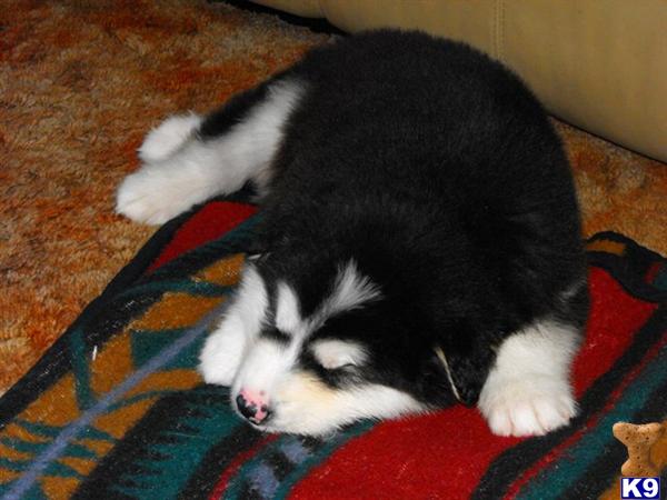Alaskan Malamute Puppies