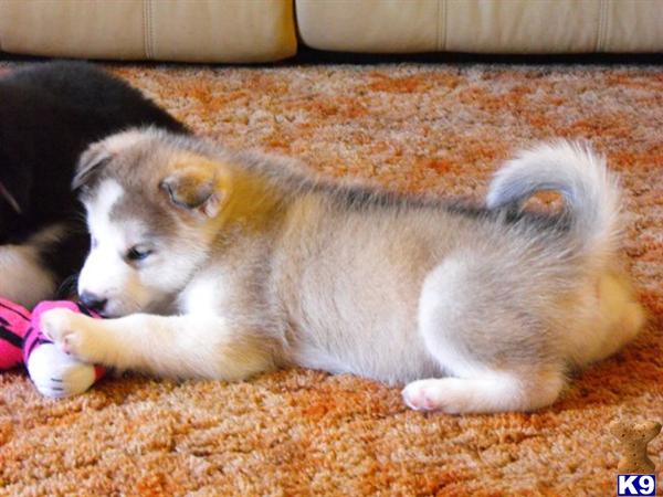 Alaskan Malamute Puppies