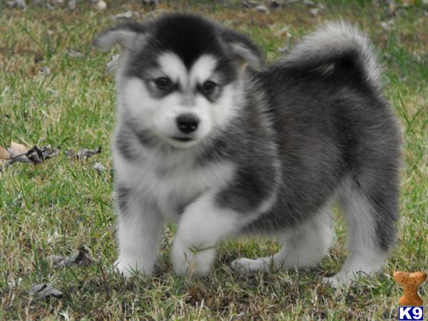 Alaskan Malamute Puppies in MO