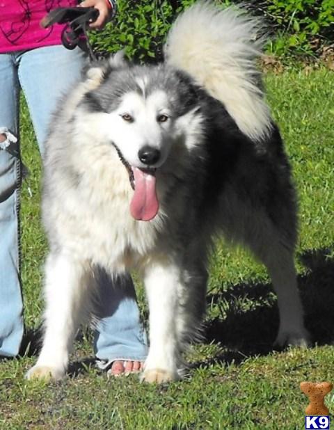 Dogs - Alaskan Malamute