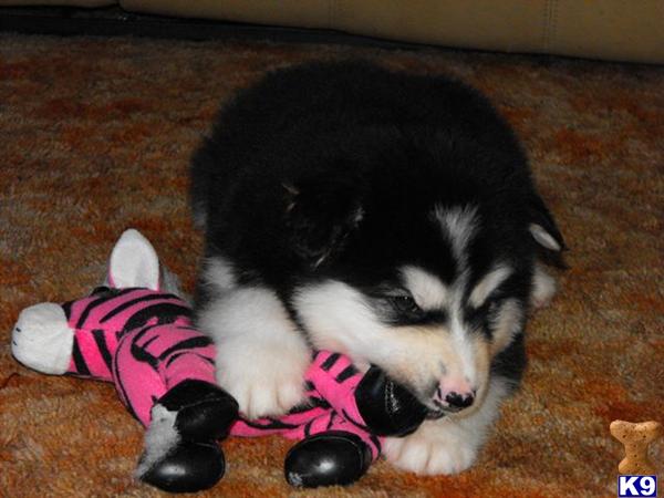 Puppies in MO