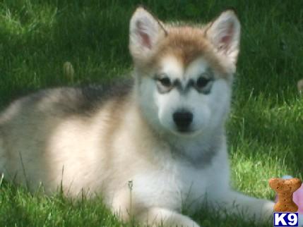 Alaskan Malamute Puppies in MO