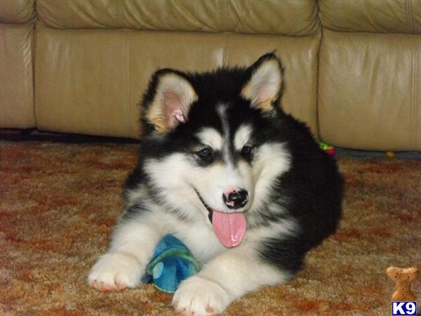 Alaskan Malamute Puppies in MO