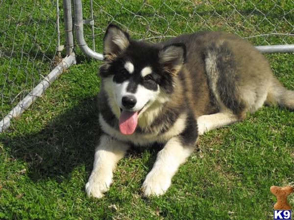 Alaskan Malamute Puppies in MO