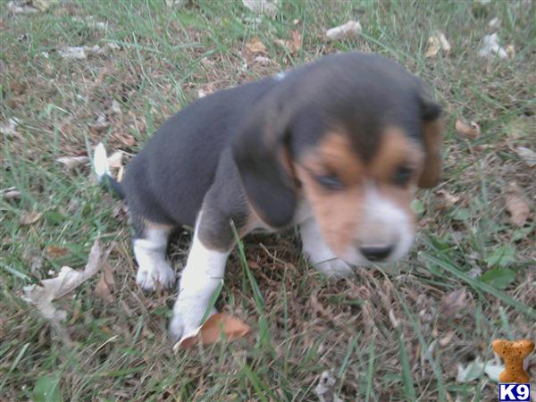 Beagle Puppies in IL