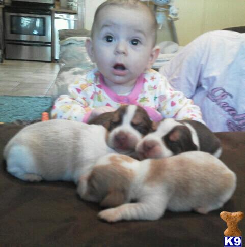 Beagle Puppies in IL