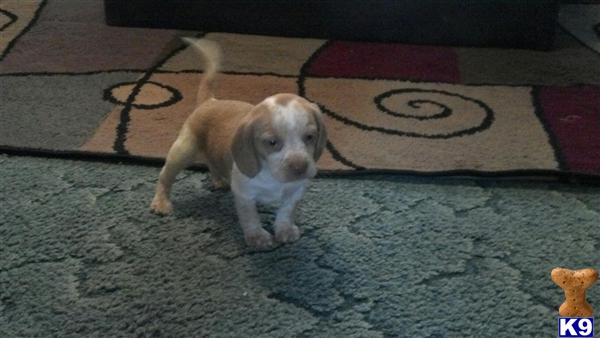 Puppies in IL
