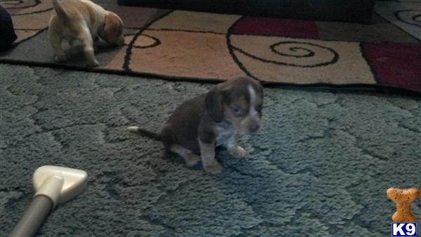 Puppies in IL