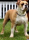 Old English Bulldog