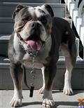 Stud Dog