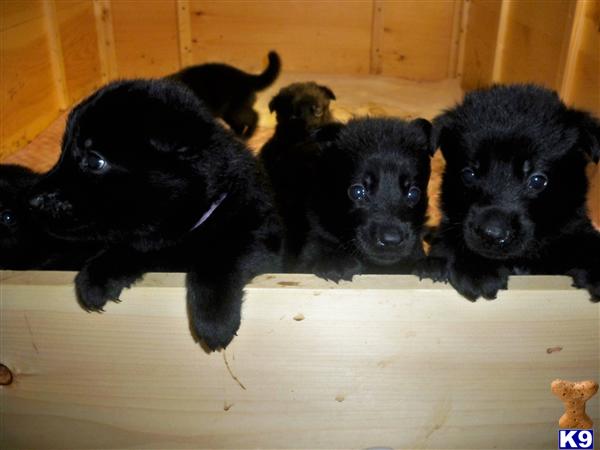 German Shepherd Puppies in NC